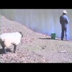 羊VS釣り人　まるでドリフのコントみたいな笑劇の結末ww